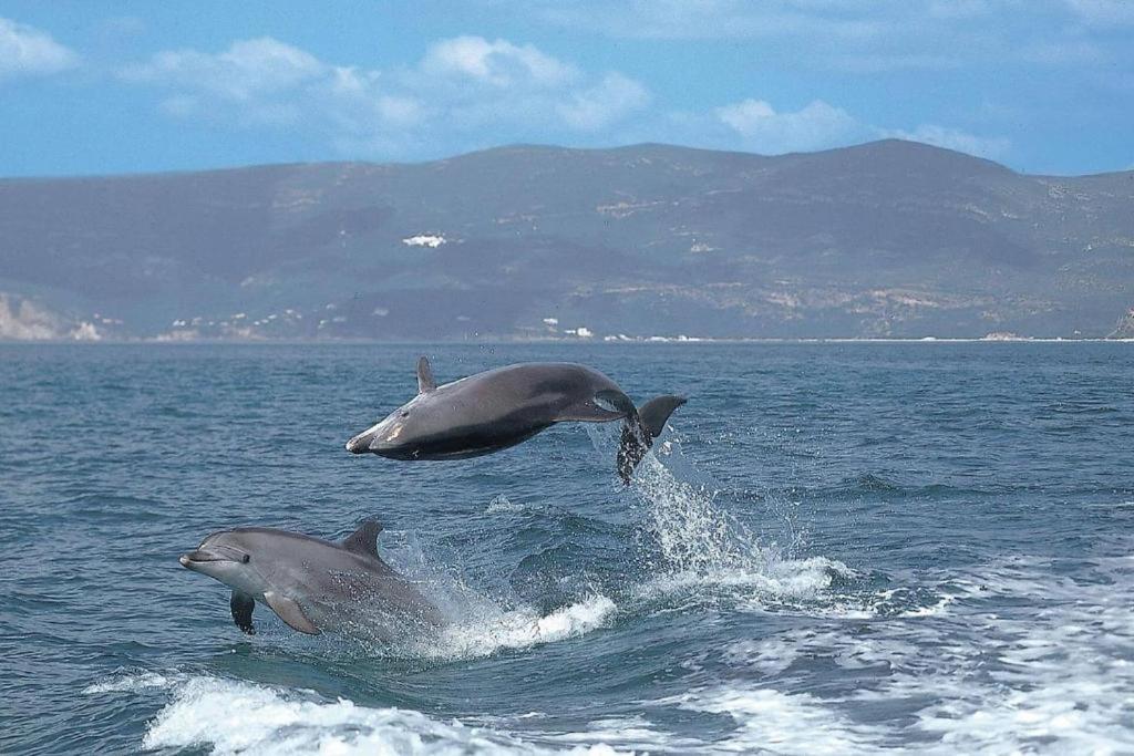 Concha Setubal Miradouroアパートメント エクステリア 写真